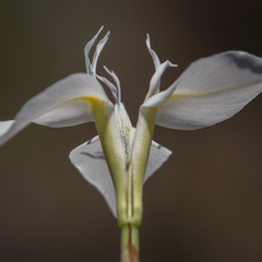 Moraea albicuspa