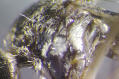 Aedes abserratus