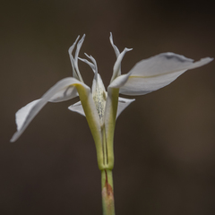 Moraea albicuspa