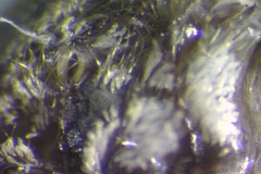 Aedes abserratus