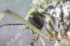 Aedes abserratus