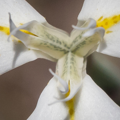 Moraea albicuspa
