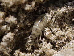 Orchestoidea tuberculata