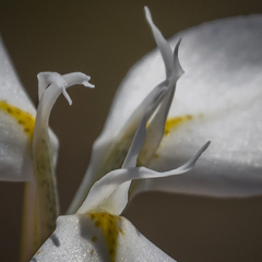 Moraea albicuspa