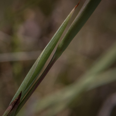 Moraea albicuspa