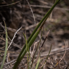 Moraea albicuspa