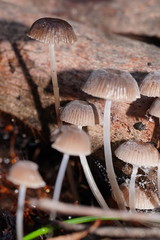 Mycena mijoi