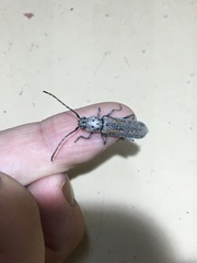 Osmidus guttatus