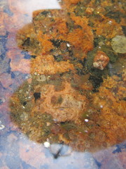 Branchinecta packardi