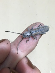 Osmidus guttatus