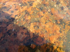 Branchinecta packardi