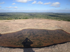 Branchinecta packardi