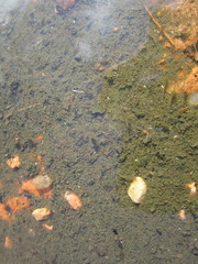 Branchinecta packardi