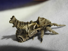 Inguromorpha arcifera