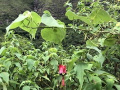 Abutilon pedunculare