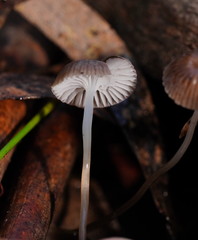 Mycena mijoi