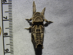 Inguromorpha arcifera