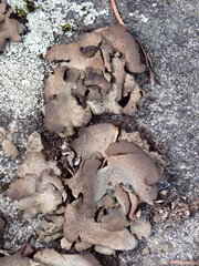 Dermatocarpon reticulatum