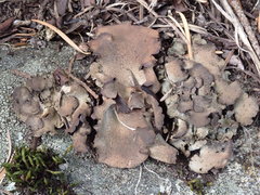 Dermatocarpon reticulatum