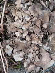 Dermatocarpon reticulatum