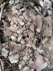 Dermatocarpon reticulatum