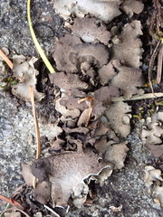 Dermatocarpon reticulatum