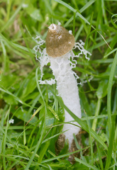 Phallus atrovolvatus