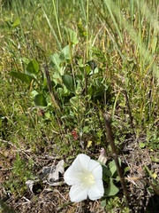Calystegia atriplicifolia atriplicifolia