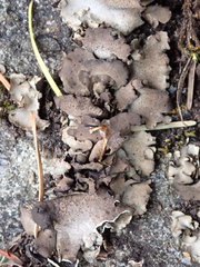 Dermatocarpon reticulatum