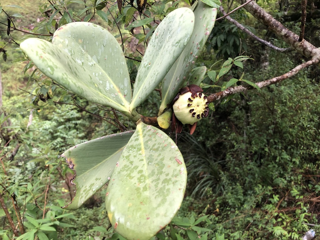 Clusia pavonii