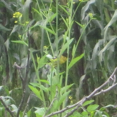 Pheucticus aureoventris