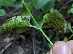 Puccinia vincae