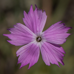 Dianthus basuticus