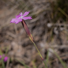 Dianthus basuticus