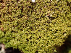 Amphidium californicum