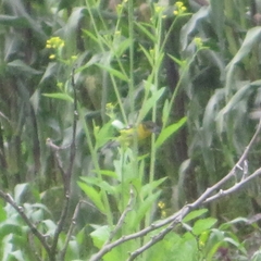 Pheucticus aureoventris