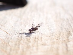 Pseudotephritis corticalis