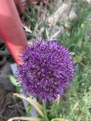 Allium giganteum