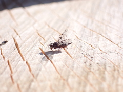 Pseudotephritis corticalis