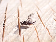 Pseudotephritis corticalis