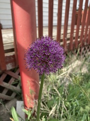 Allium giganteum