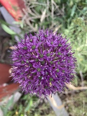 Allium giganteum
