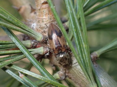 Stropenron hieroglyphica