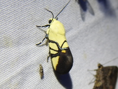 Eusceptis flavifrimbriata