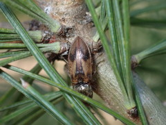 Stropenron hieroglyphica