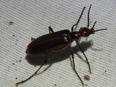 Pyrota tenuicostatis
