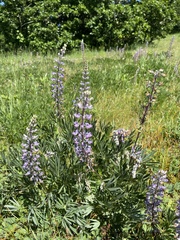 Lupinus oreganus