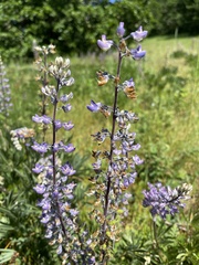Lupinus oreganus