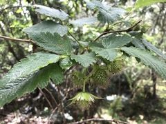 Rubus hawaiensis