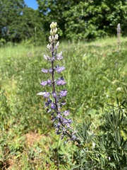 Lupinus oreganus